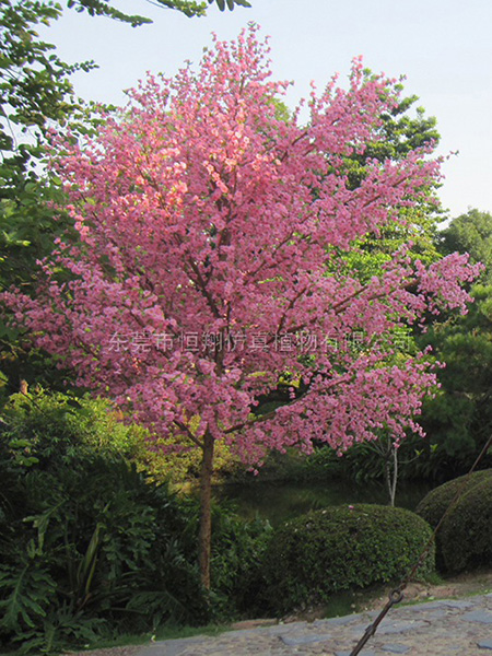 世界之窗仿真桃花树