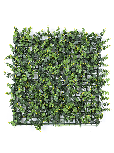 黄果金丝桃50×50cm