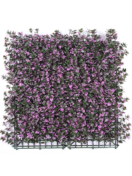 紫色吉祥草50×50cm