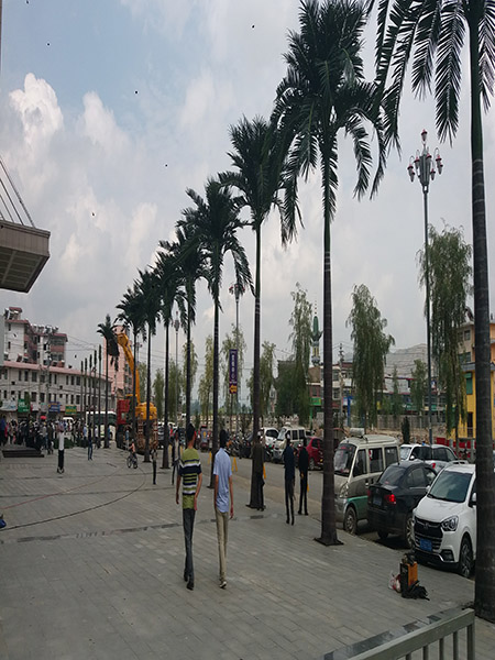 9.5米细杆大王椰子树